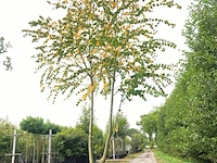 Hartjesboom cercidiphyllum japonicum, meerstammig, roodgele herfstkleur, ca. 350 cm hoog - afbeelding 1 van  2