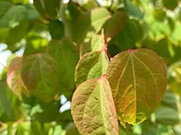 Hartjesboom cercidiphyllum japonicum, meerstammig, roodgele herfstkleur, ca. 350 cm hoog - afbeelding 2 van  2