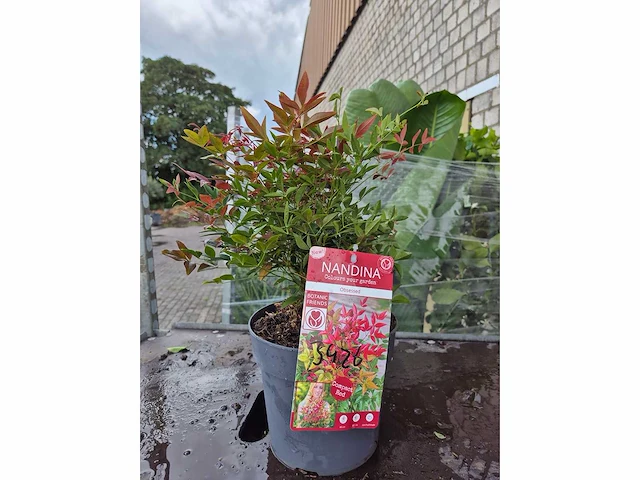 Hemelse bamboe - mediterranean tree - nandina obsessed - hoogte ca. 20 cm - afbeelding 1 van  2