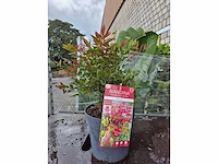 Hemelse bamboe - mediterranean tree - nandina obsessed - hoogte ca. 20 cm - afbeelding 1 van  2