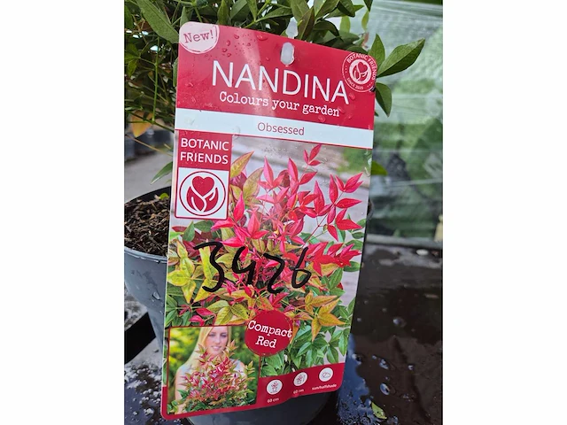 Hemelse bamboe - mediterranean tree - nandina obsessed - hoogte ca. 20 cm - afbeelding 2 van  2
