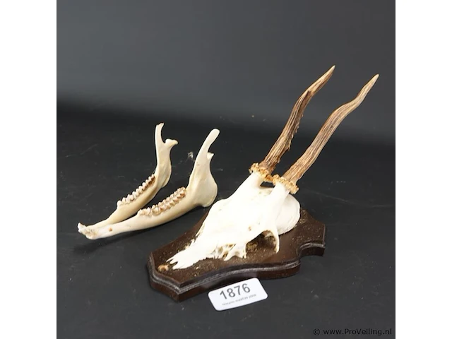 Hertengewei met kaak op houten schild - afbeelding 1 van  5