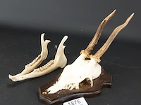 Hertengewei met kaak op houten schild - afbeelding 1 van  5