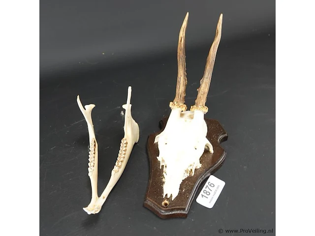 Hertengewei met kaak op houten schild - afbeelding 2 van  5