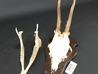 Hertengewei met kaak op houten schild - afbeelding 2 van  5