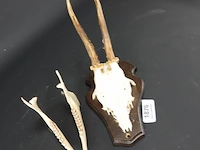 Hertengewei met kaak op houten schild - afbeelding 3 van  5
