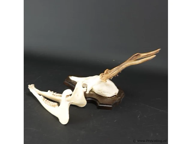 Hertengewei met kaak op houten schild - afbeelding 4 van  5
