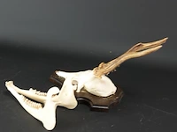 Hertengewei met kaak op houten schild - afbeelding 4 van  5