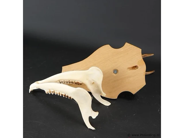 Hertengewei met kaak op houten schild - afbeelding 5 van  5