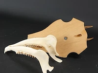 Hertengewei met kaak op houten schild - afbeelding 5 van  5