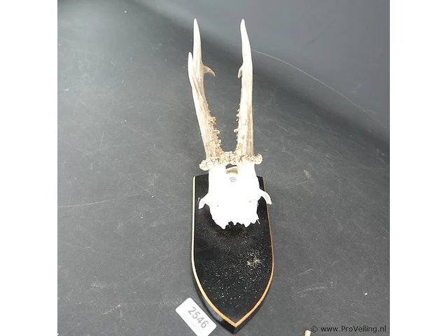 Hertengewei op houten schild - afbeelding 2 van  5