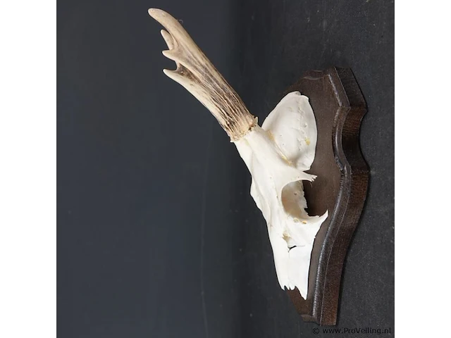 Hertengewei op houten schild - afbeelding 2 van  5