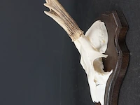 Hertengewei op houten schild - afbeelding 2 van  5
