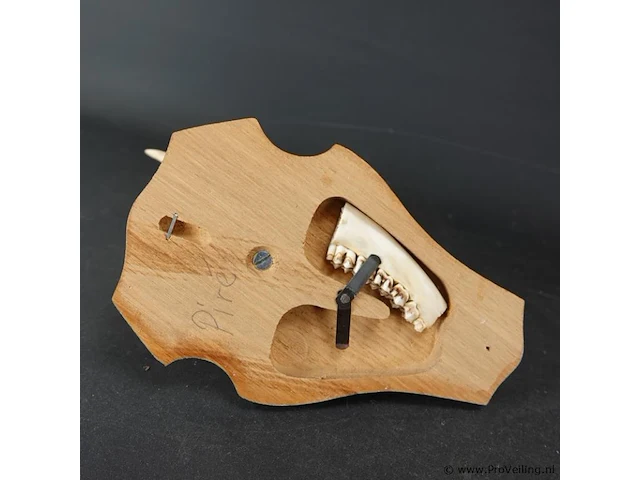 Hertengewei op houten schild - afbeelding 5 van  5