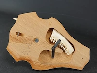 Hertengewei op houten schild - afbeelding 5 van  5