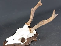 Hertengewei op houten schild - afbeelding 3 van  5