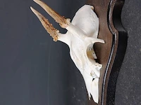 Hertengewei op houten schild - afbeelding 2 van  5
