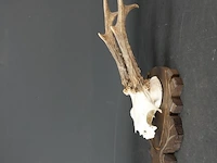 Hertengewei op houten schild - afbeelding 2 van  5