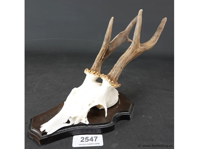 Hertengewei op houten schild - afbeelding 1 van  5