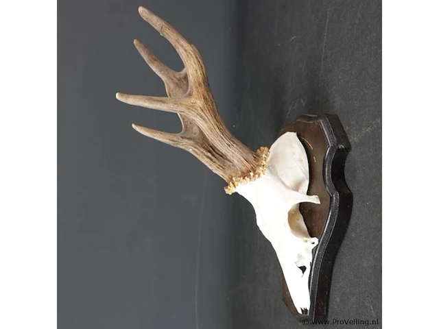 Hertengewei op houten schild - afbeelding 2 van  5