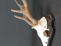 Hertengewei op houten schild - afbeelding 2 van  5