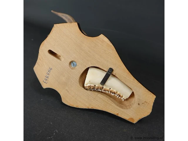 Hertengewei op houten schild - afbeelding 5 van  5