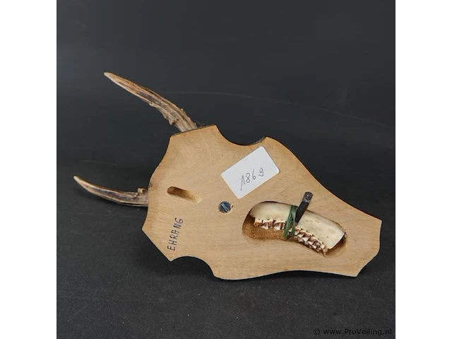 Hertengewei op houten schild - afbeelding 5 van  5