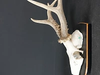 Hertengewei op houten schild - afbeelding 2 van  5
