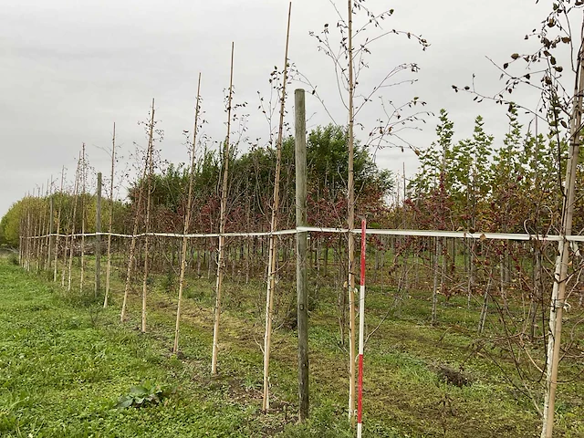 Himalayaberk - betula utilis 'doorenbos' (9x) - afbeelding 1 van  5