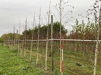 Himalayaberk - betula utilis 'doorenbos' (9x) - afbeelding 1 van  5