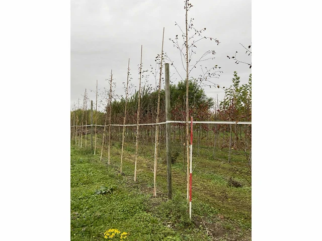 Himalayaberk - betula utilis 'doorenbos' (9x) - afbeelding 2 van  5