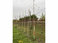 Himalayaberk - betula utilis 'doorenbos' (9x) - afbeelding 2 van  5