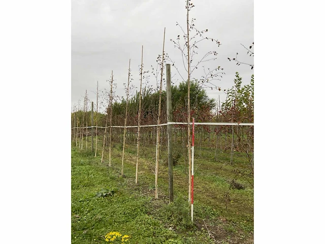 Himalayaberk - betula utilis 'doorenbos' (9x) - afbeelding 3 van  5