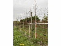 Himalayaberk - betula utilis 'doorenbos' (9x) - afbeelding 3 van  5