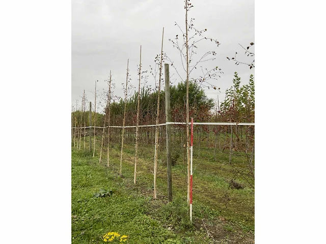 Himalayaberk - betula utilis 'doorenbos' (9x) - afbeelding 4 van  5
