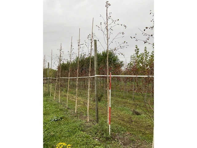 Himalayaberk - betula utilis 'doorenbos' (9x) - afbeelding 5 van  5