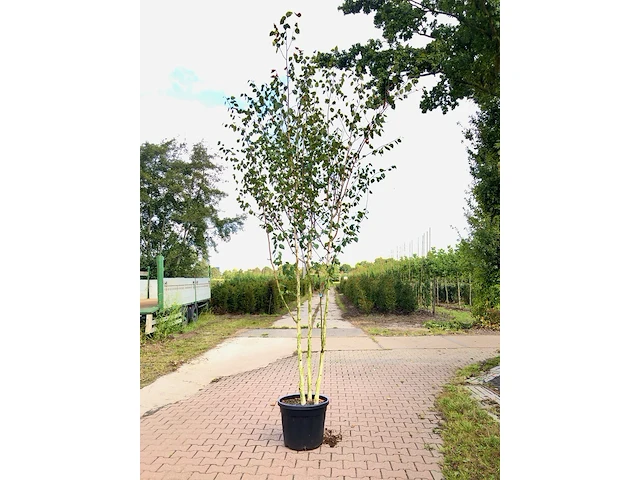 Himalayaberk betula 'doorenbos', meerstammig, witte stam, ca. 300 cm hoog - afbeelding 1 van  1