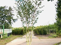 Himalayaberk betula 'doorenbos', meerstammig, witte stam, ca. 300 cm hoog - afbeelding 1 van  1