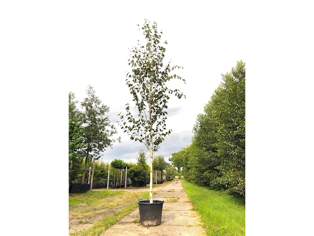 Himalayaberk betula 'doorenbos', witte stam, ca. 4 m hoog - afbeelding 1 van  1