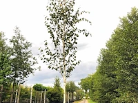 Himalayaberk betula 'doorenbos', witte stam, ca. 4 m hoog - afbeelding 1 van  1