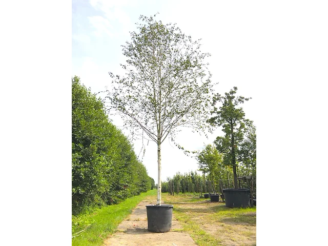 Himalayaberk betula 'doorenbos', witte stam, ca. 7 m hoog - afbeelding 1 van  1