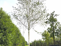 Himalayaberk betula 'doorenbos', witte stam, ca. 7 m hoog - afbeelding 1 van  1