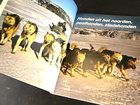 Honden uit het noorden. pool- en slede honden - afbeelding 3 van  5