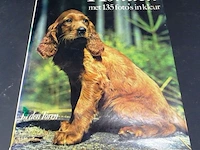 Honden - afbeelding 1 van  5