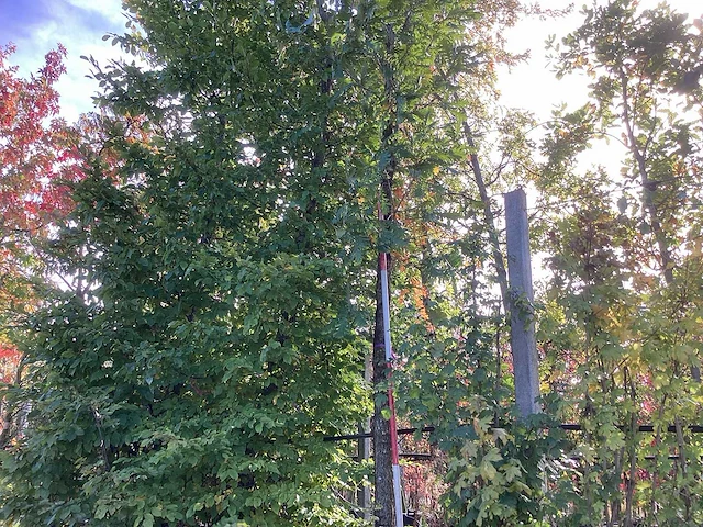 Hongaarse eik - laanbomen - afbeelding 1 van  4