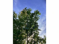 Hongaarse eik - laanbomen - afbeelding 2 van  4