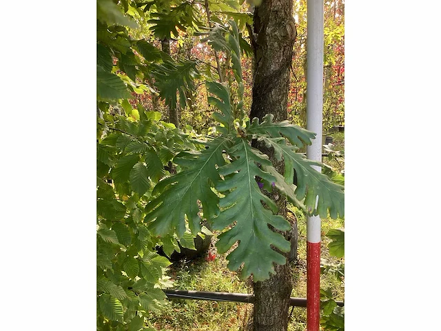 Hongaarse eik - laanbomen - afbeelding 3 van  4