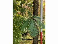 Hongaarse eik - laanbomen - afbeelding 3 van  4