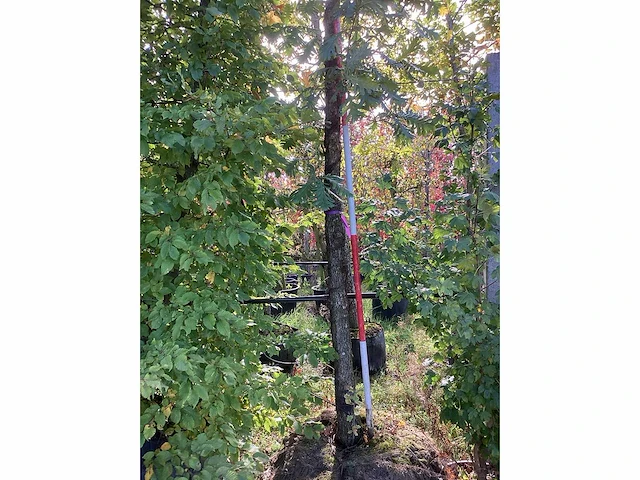 Hongaarse eik - laanbomen - afbeelding 4 van  4