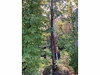 Hongaarse eik - laanbomen - afbeelding 4 van  4